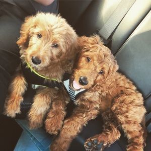 Meet your Posher, Ashlea